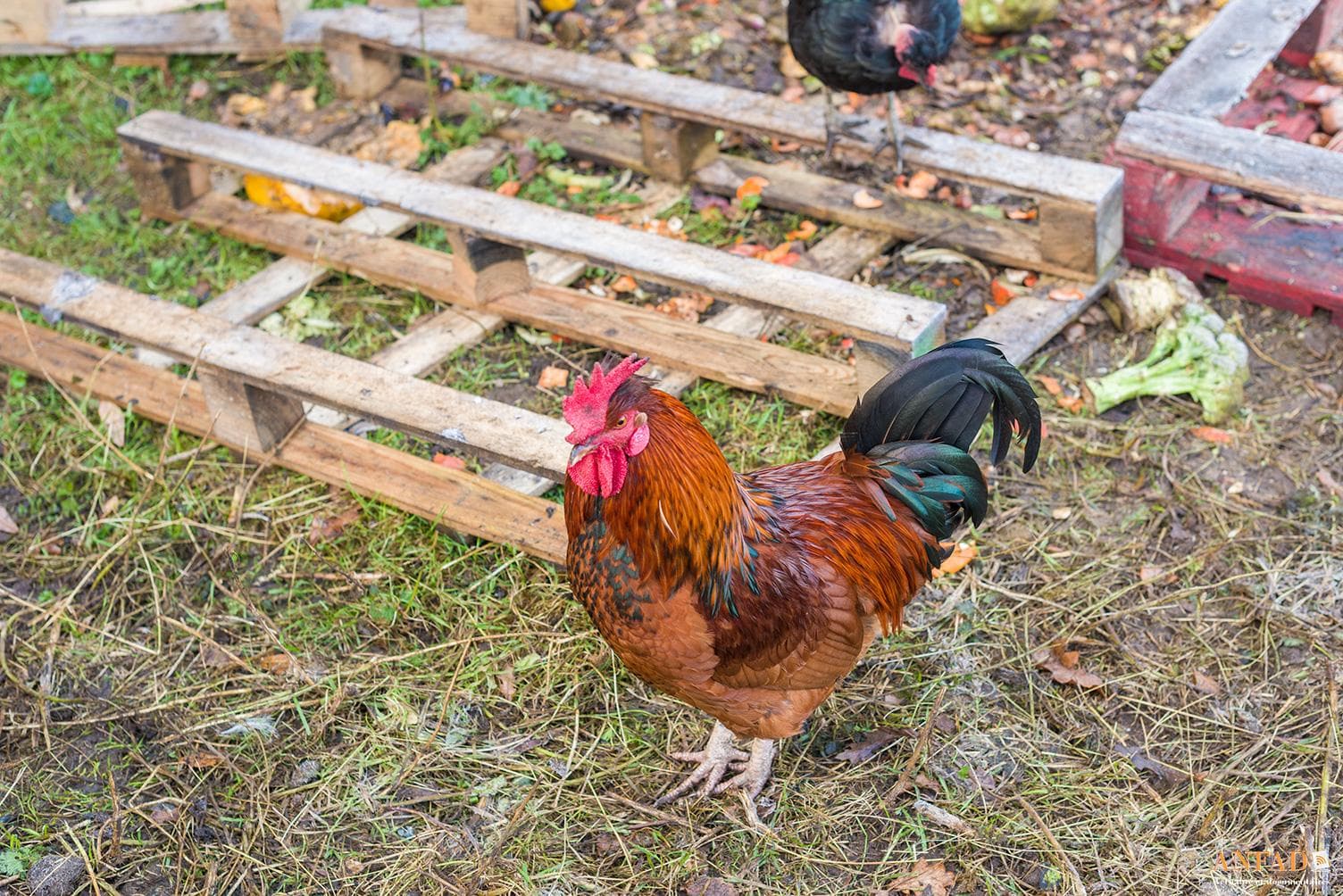Un coq